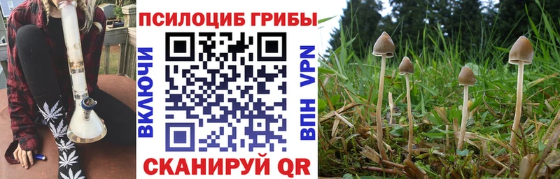 Купить где  Короча  Псилоцибиновые грибы GOLDEN TEACHER 